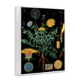 thumbnail image 2 of Stupell Industries Shabby Chic Dandelion Botanical Illustration White Framed Giclee Art, 24 x 30, by Vintage Hustle, 2 of 8