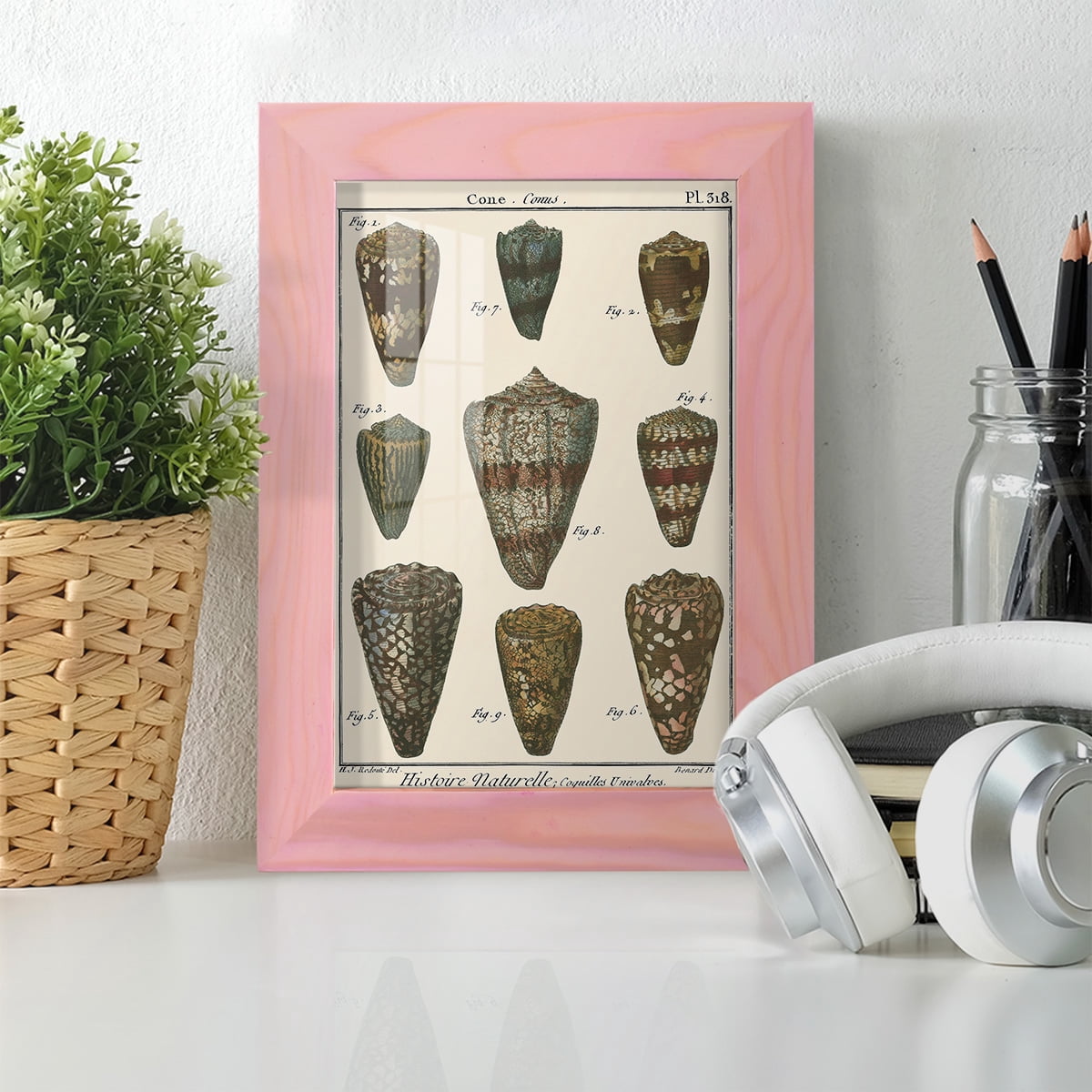 Cone Shell pl. 318 -Framed Print w/glass-Sunset Pink
