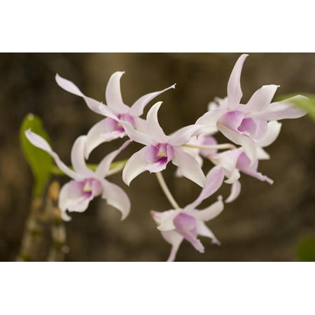 Thailand, Chiang Mai Province, Wat Phra That Doi Suthep. Orchids Print Wall Art By Emily
