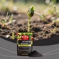 thumbnail image 6 of Plant Soil Activator Universal Potted Plant Nutrient Supplement Easy Application Soil Conditioner for Indoor Outdoor Potted Plant Daily Growth Maintenance Care, 6 of 9