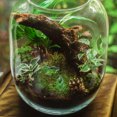 thumbnail image 4 of 12pcs Small Crocodile Crafts Resin Crocodile Decors Bonsai Crocodile Decors Animal Models Decors, 4 of 8