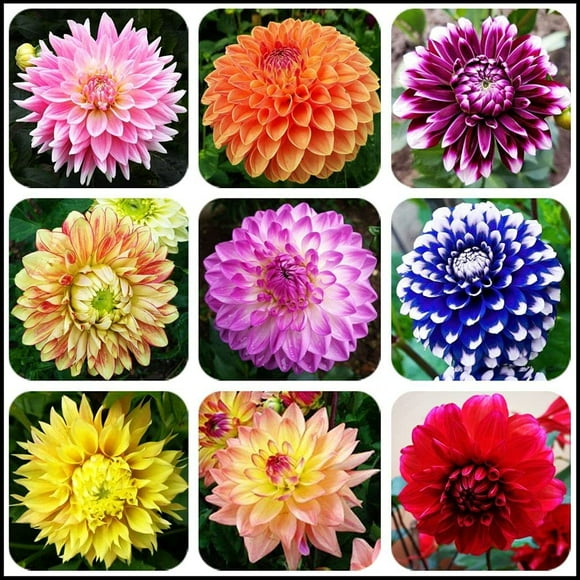 shiyou-Flower Rare Seeds 3g Pink Dwarf Pompon Dahlia Seeds Great Cut Flowers,Blooms Summer to Fall