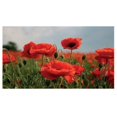 thumbnail image 1 of Kevin Milner Poppy Flower Countryside Greetings Card, 1 of 1