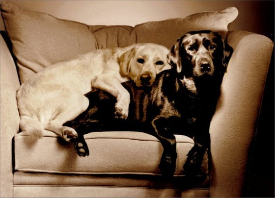Avanti Press 2 Labs in Overstuffed Chair Black Labrador Retriever Love Card