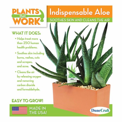 DuneCraft Indispensable Aloe Plant Kit