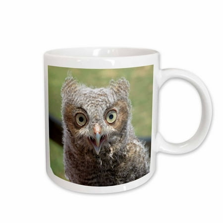 

3dRose 3 day old baby owl Ceramic Mug 11-ounce