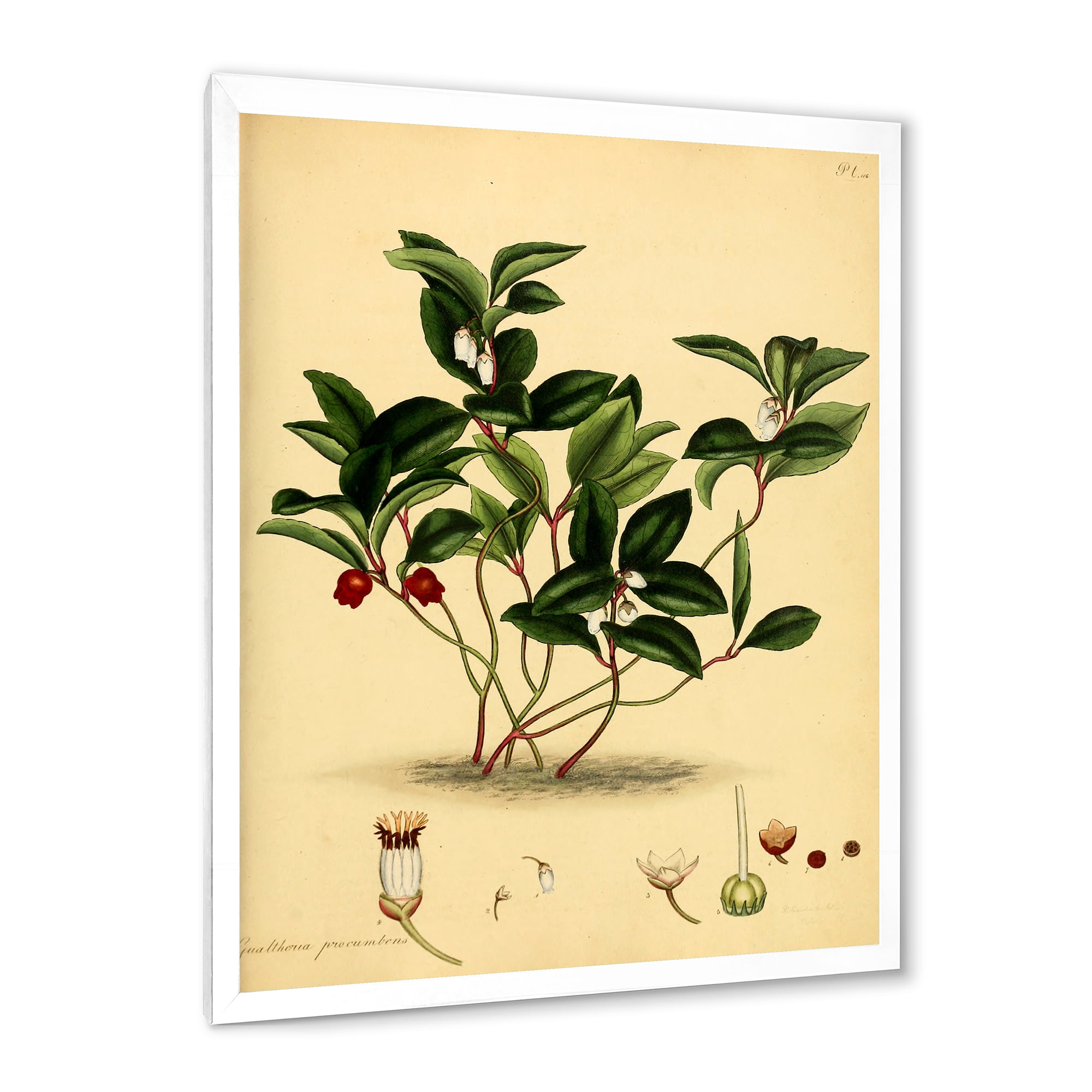 Designart 'Ancient Plant Life III' Traditional Framed Art Print