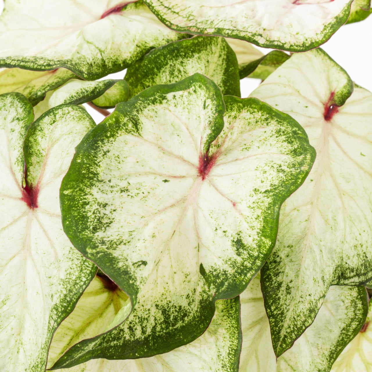 Proven Winners 2QT White Caladium Live Annual Plant Sun 3-Pack