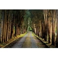 thumbnail image 2 of Cahill, Michael 24x17 Black Ornate Wood Framed with Double Matting Museum Art Print Titled - Tree Tunnel, 2 of 4