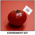 thumbnail image 4 of OULII Science Physics Circuit Experiment Kit 1Set Fruit Battery For Enthusiasts Students Classroom Activities, 4 of 7