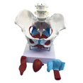 thumbnail image 3 of Modelo de Pelvis Femenina 1: 1 | con Coxis Sacro Pubis Y Músculos Del Piso | Modelo de órgano Reproductivo | Modelo de de Anatomía perfke Estatua humana de la pelvis femenina, 3 of 9