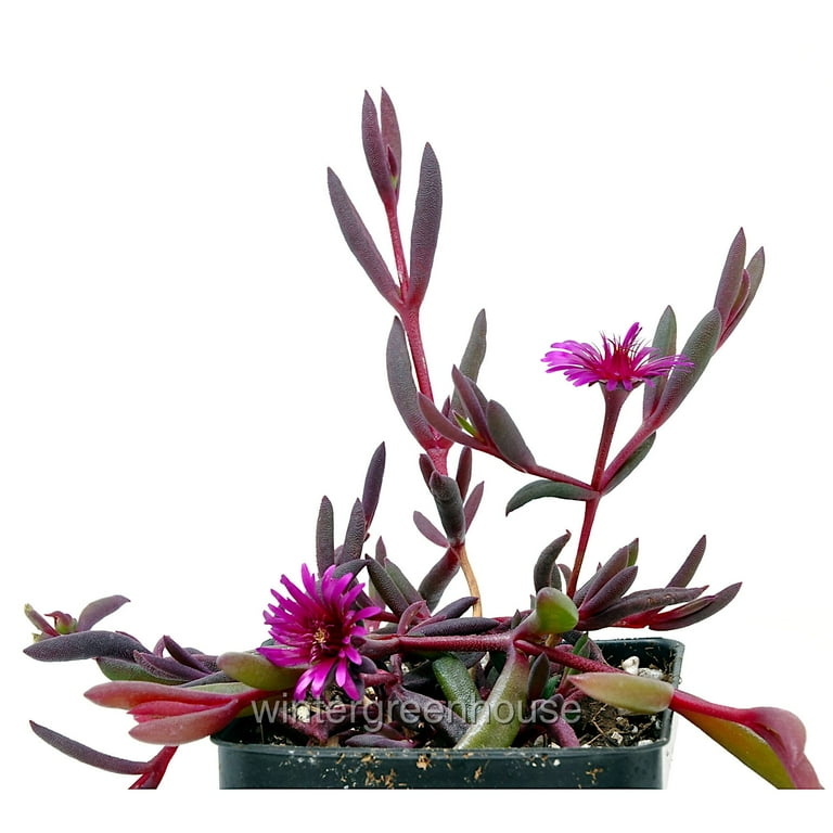 achiote plant 100 ANNATTO TREE Lipstick Plant Bixa Orellana Seeds
