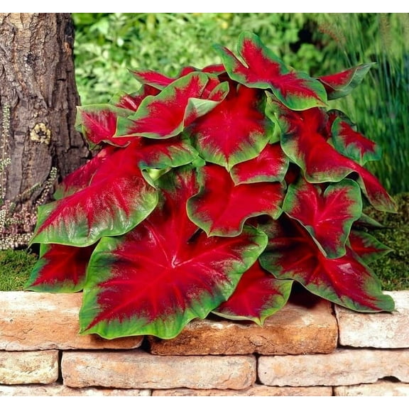 2 Florida Cardinal Caladium Bulbs for Planting - Perennial Hosta, Elephant Ears, Fancy (2 Bulbs)