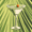 Light Green Martini, variant on Yayeee Kitchen Valance Rod Pocket 54" x 18" Living Room Window Curtain, Watercolor Orange