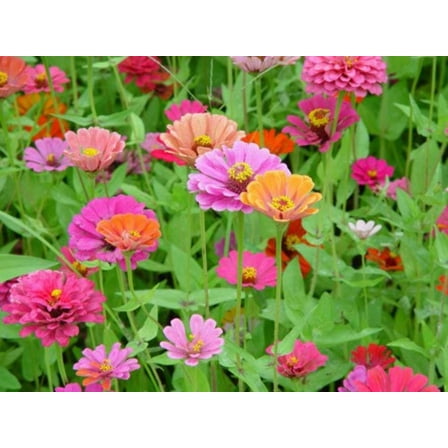 Seedville 200 Zinnia Pompon Flower Seeds, Attracts Bees