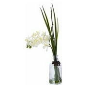 Orchid in Tall Glass, Cream