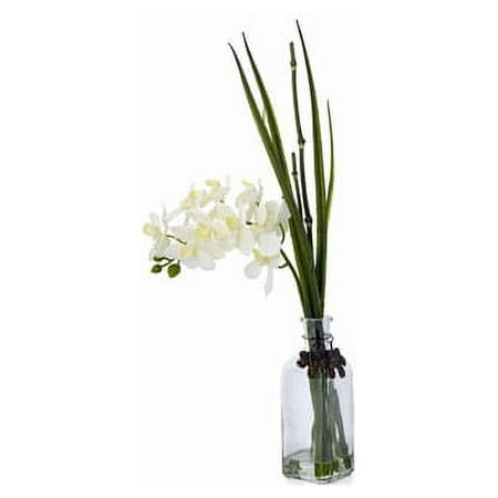 Orchid in Tall Glass, Cream