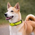 thumbnail image 2 of Collier pour Chien. Collier pour Chien Fait à la Main en Cuir Véritable, Vert Lime avec Doublure Intérieure Noire, Boucle Ajustable. Buddies Collars, 2 of 5