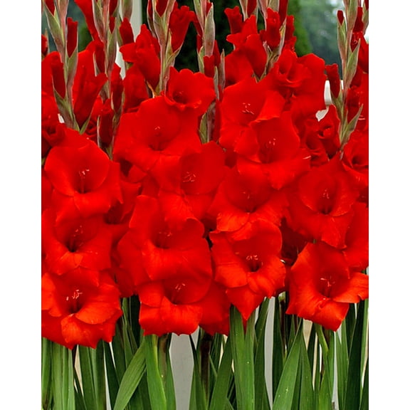 Manhattan Gladiolus - 5 bulbs