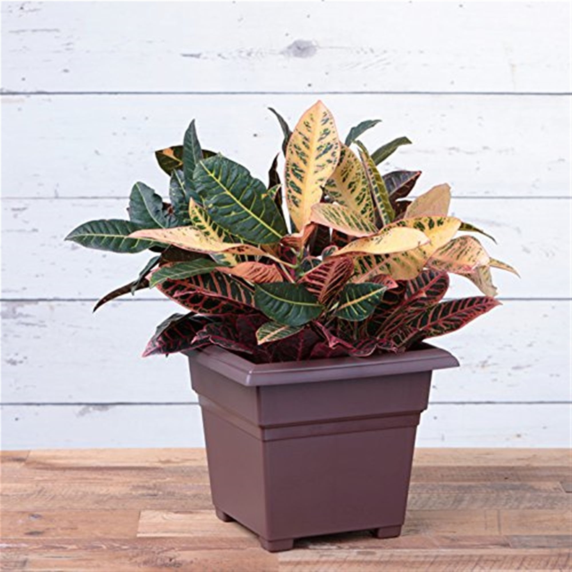 Root & Vessel Countryside Tub Planter, Brown, 14"