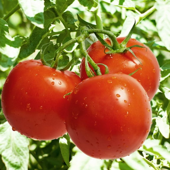 Tomato Garden Seeds - Celebrity Plus Hybrid - 100 Seeds - Non-GMO, Vegetable Gardening Seed - AAS Award Winner