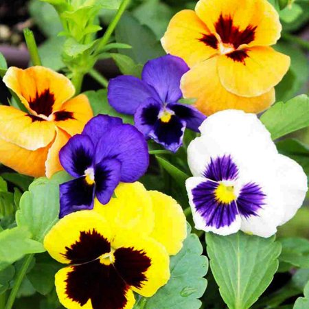 Pansy, Swiss Giants Mixed Colors Seeds