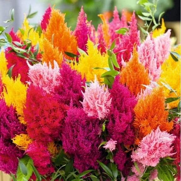 200  Celosia Seeds - Mixed Color Pampas Plume- Made in USA - Celosia Seeds