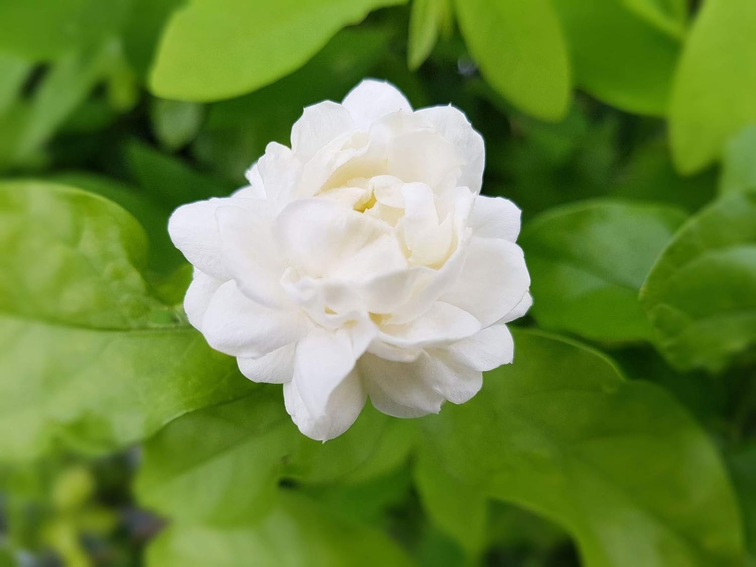Sambac Jasmine Plant  3 Live Plants  Jasminum Sambac  Fragrant White Blooms  Ideal for Indoor & Outdoor Planting  Aromatic Addition to Gardens & Patios  Lush & Decorative Foliage