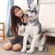 thumbnail image 2 of Juguete de peluche de perro Husky de alta calidad, perro lobo de simulación lindo, perro mascota, muñeca calmante, almohada suave, juguete para niños, regalo de cumpleaños y Navidad, nuevo, 2 of 5