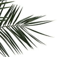 thumbnail image 5 of Vickerman 16-24" Long Green Phoenix Date Palm Frond, 5 per pack, Preserved, 5 of 5