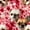 Shihtzu Dog Pink Flower Pattern, variant on FORMRS Acrylic Clipboard with Low Profile Clip Standard A4 Letter Size, 12.5" x 9", Shihtzu Dog Pink Flower Pattern