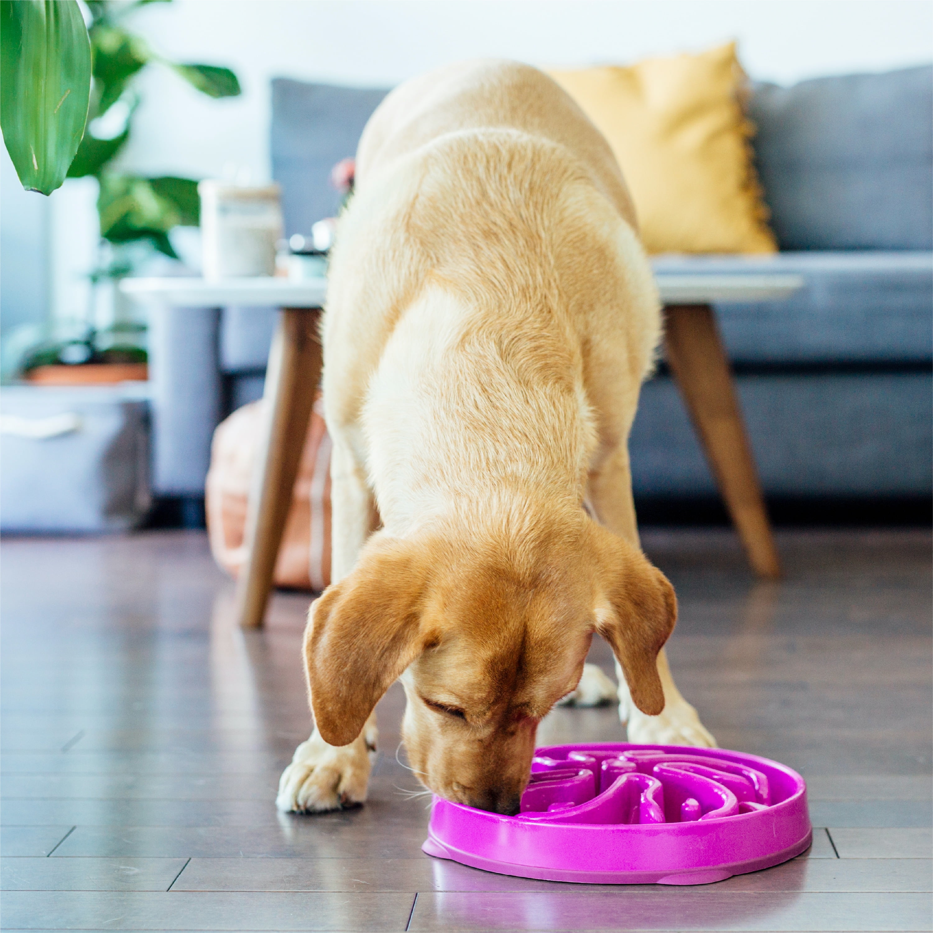 (4 pack) Outward Hound Fun Feeder Slo Bowl – Large 4‑Cup Capacity, Slow Feeding, Medium to Large Dogs, Non‑Slip, Purple, Flower Pattern