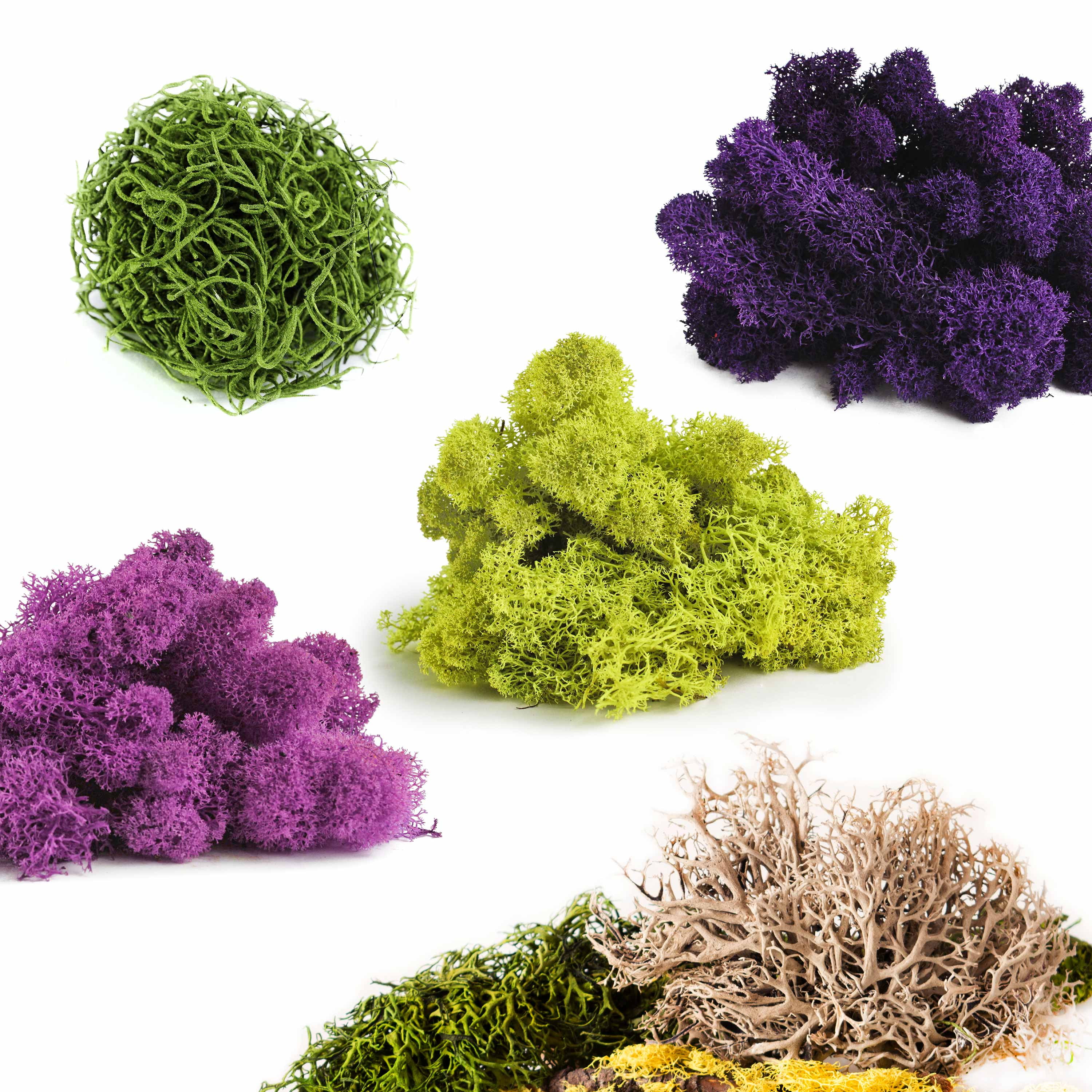 Preserved Moss  200 Grams Colorful Gift Supplies