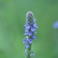 thumbnail image 5 of Plant Good Seed Western Vervain Seeds Native Cali Perennial Wildflower Part/Full Sun Medicinal Herb, 5 of 7