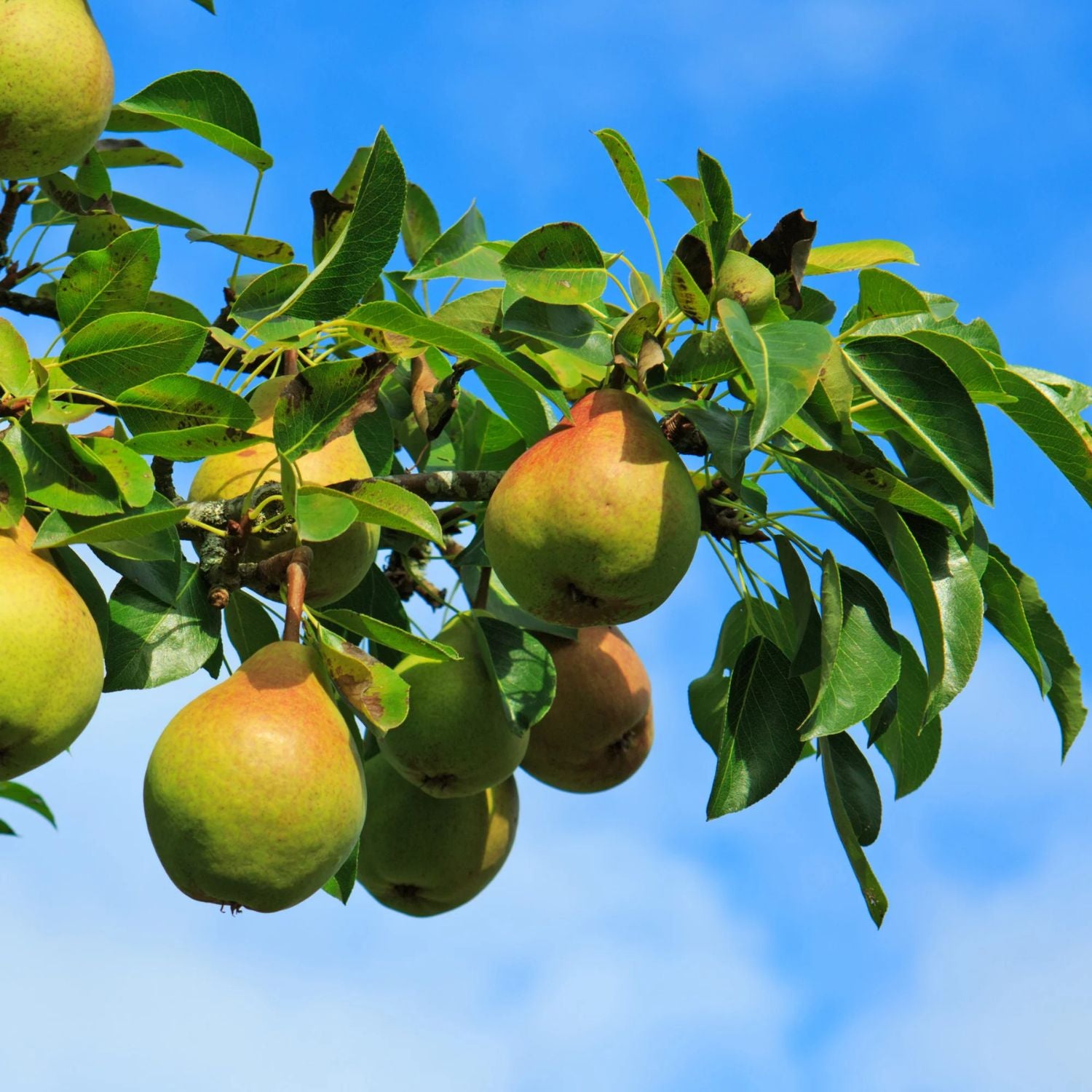 Expert Gardener 2-3 ft. tall Moonglow European Pear Live Tree in 5-Gallon Grower Pot