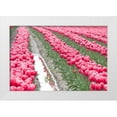 thumbnail image 3 of Dana Styber 14x11 White Modern Wood Framed Wall Art Titled - Rainy Tulip Field, 3 of 5