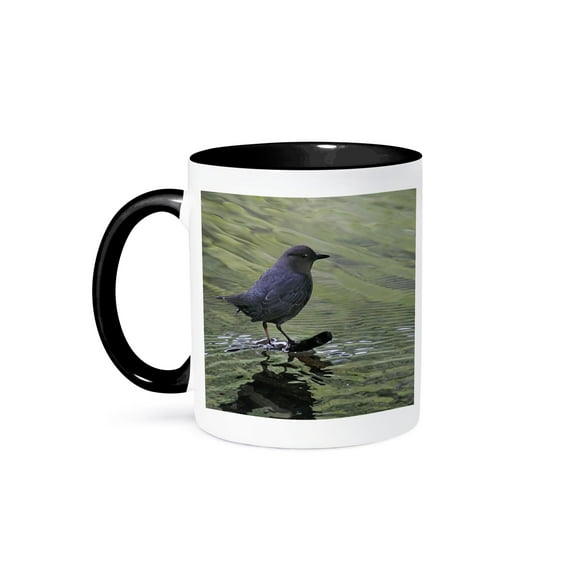 3dRose, American Dipper Cinclus Mexicanus Bird Photo Animal Photography, 11oz Two-Tone Black Mug