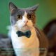 thumbnail image 4 of Collar Para Mascotas Bell Bowknot Collar A Cuadros Británico Con Enchufe De Seguridad Gatito Y Collar Para Perros matsuzay  PT001499-03, 4 of 7