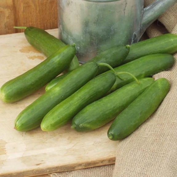 Cucumber Seeds - Diva Untreated Non-GMO Variety Cucumber Seeds - Non-GMO - 50 Seeds
