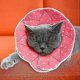 thumbnail image 1 of Comfortable Post-surgery For Cats And Dogs, Robust, Waterproof, Resistant To Scratches, 1 of 2