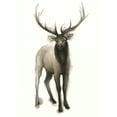 thumbnail image 2 of Popp, Grace 14x18 White Modern Wood Framed Museum Art Print Titled - Majestic Wildlife II, 2 of 4