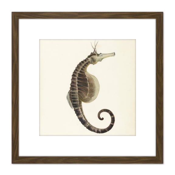 Gould Sea Horse Book Fish Illustration 8X8 Inch Square Wooden Framed Wall Art Print Picture with Mount