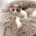 A closer look at Holistic Anxiety Solutions For Cats
