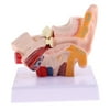 Human Professional Desktop Ear Joint Simulation Model (Outer, Middle, Inner Ear ) Medical Model, 1.5 Times Lifesize