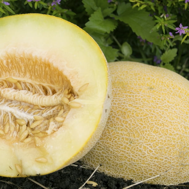 Incredible F1 Hybrid Melon Seeds 4 Oz 3600 Seeds NonGMO, F1
