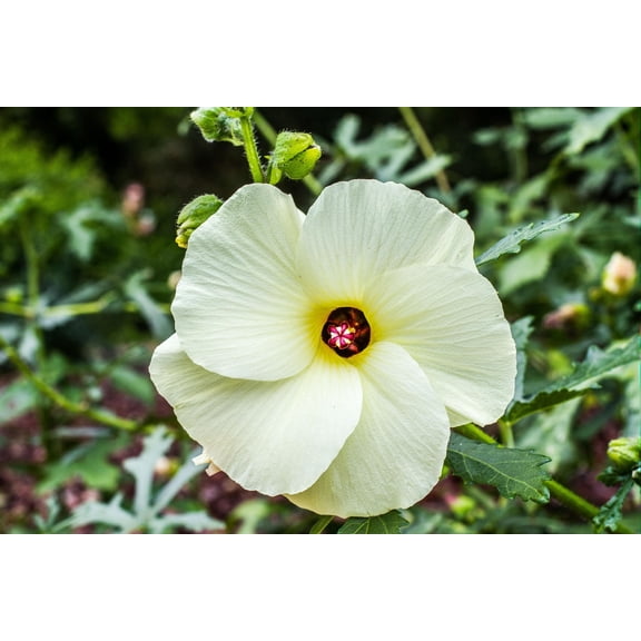 Tropical Seeds -Hibiscus Yellow Kenaf Flower seeds! 10 Seeds- -See Listing Below- Rare Limited Supply