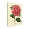 thumbnail image 2 of Trademark Fine Art 'Camellia Garden I' Canvas Art by Verschaffelt, 2 of 4