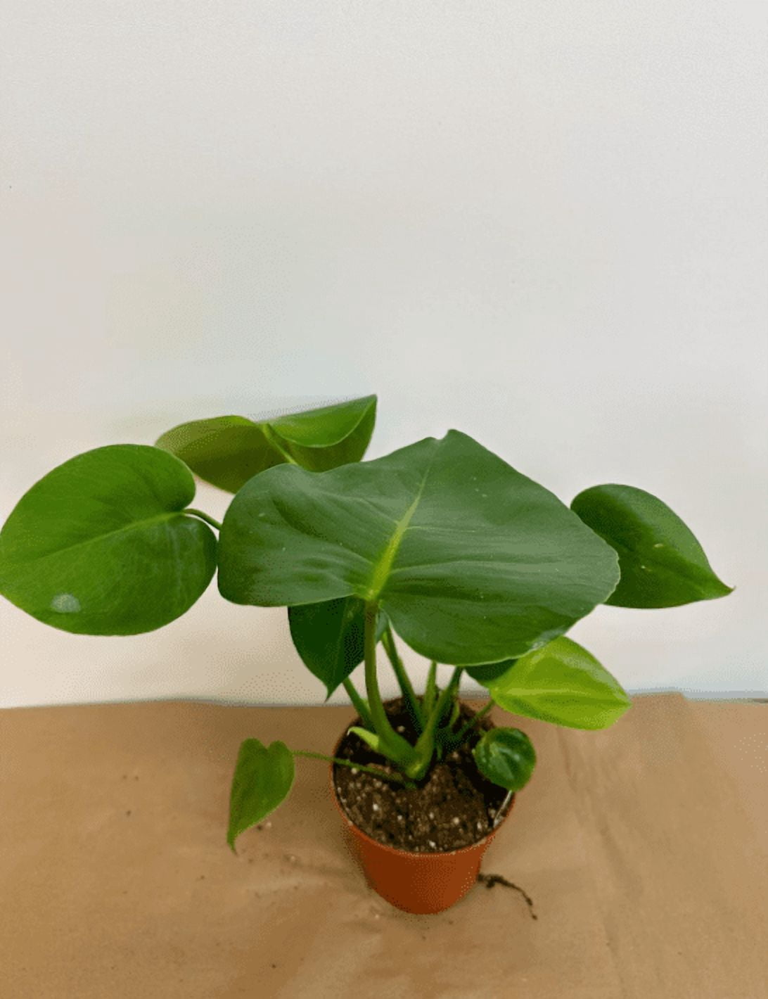 Monstera Deliciosa Plant Live, Philodendron Swiss Cheese Live Indoor Houseplant, Tropical Split-Leaf Plant for Home Office, 5-8" Tall, No Pot