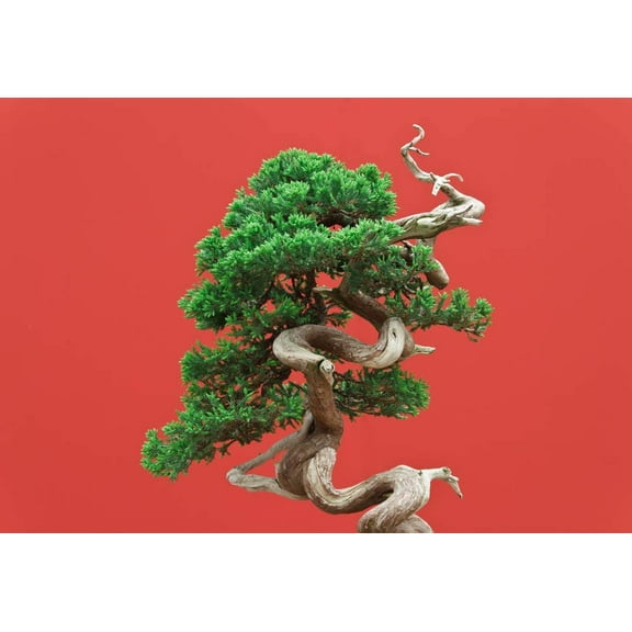 Black Spruce Bonsai Tree Seeds for Planting | 20 Seeds | Popular Coniferous Tree for Bonsai