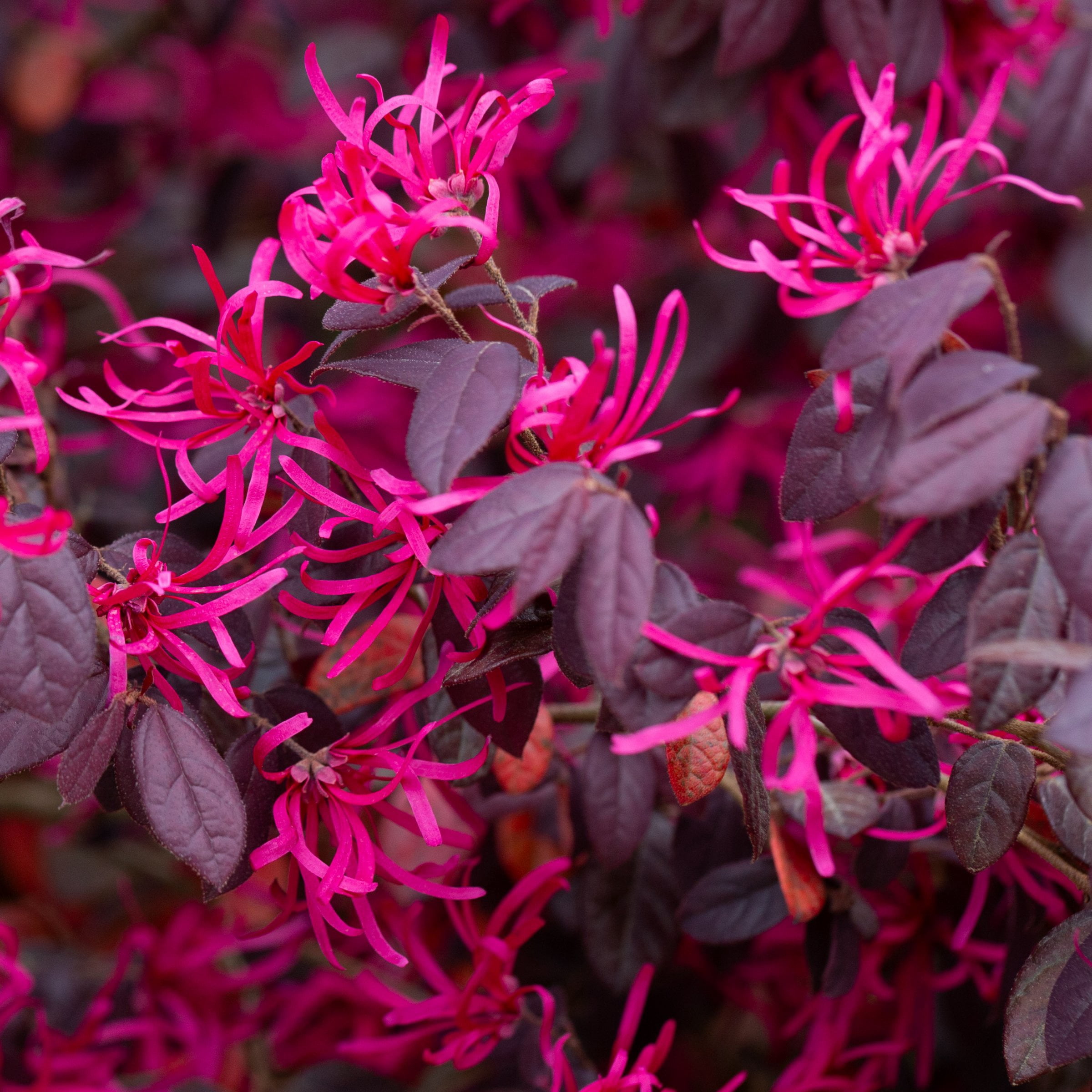 Live Shrub 2 gal Red Chocolate Loropetalum with Full Sunlight